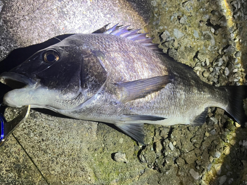 クロダイの釣果