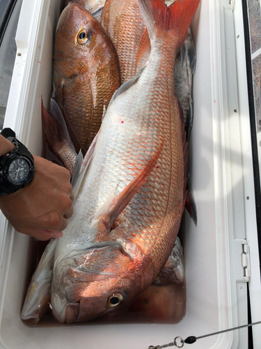 マダイの釣果