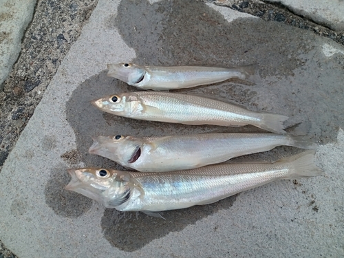 シロギスの釣果