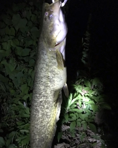 ナマズの釣果