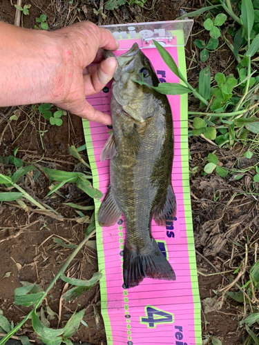 スモールマウスバスの釣果