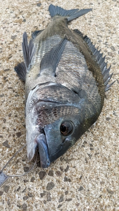 チヌの釣果