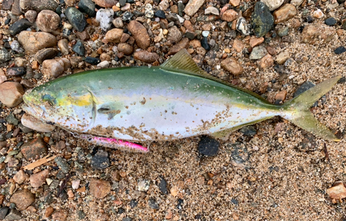 ツバイソの釣果