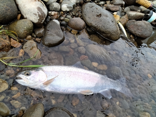 ニジマスの釣果