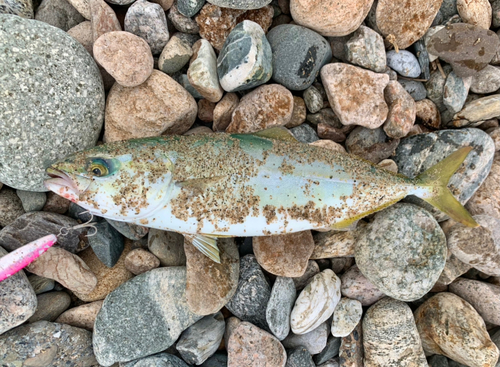 ツバイソの釣果