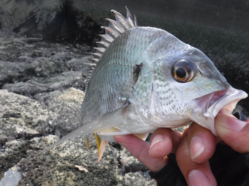 キビレの釣果