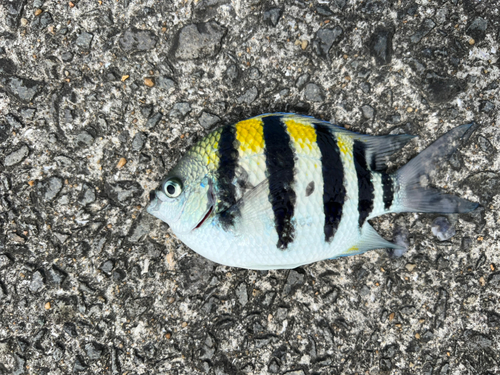 オヤビッチャの釣果