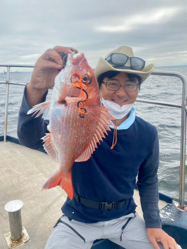 マダイの釣果