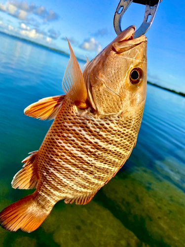 ゴマフエダイの釣果