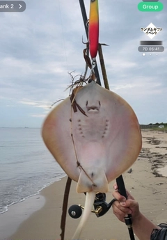 アカエイの釣果