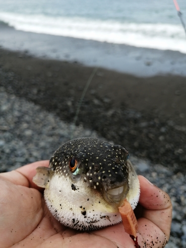 フグの釣果