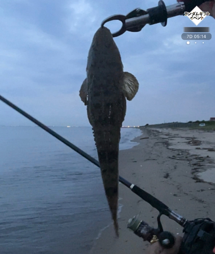 マゴチの釣果