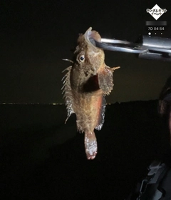 ハオコゼの釣果