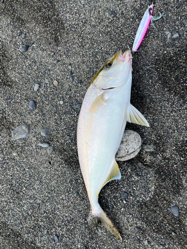 ショゴの釣果