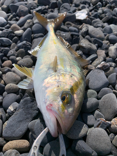 ショゴの釣果