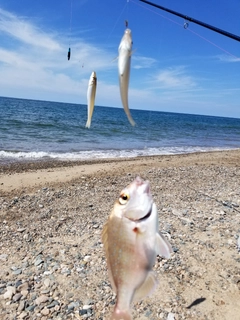 キスの釣果