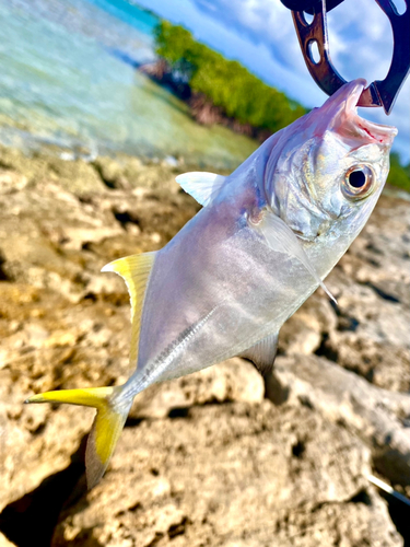 ギンガメアジの釣果