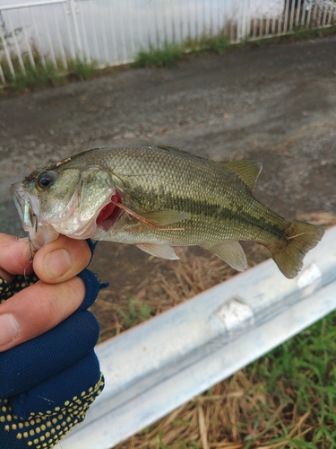 ラージマウスバスの釣果