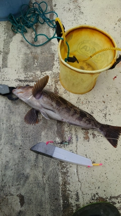 アイナメの釣果