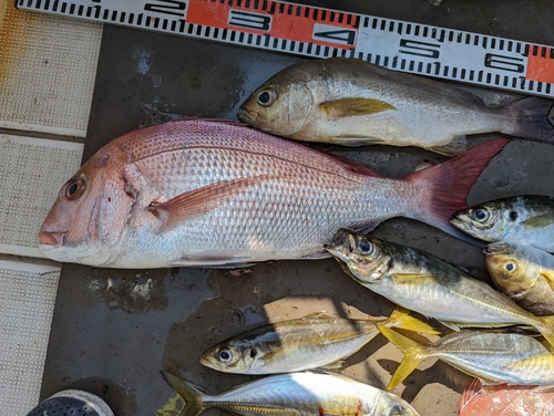 タイの釣果