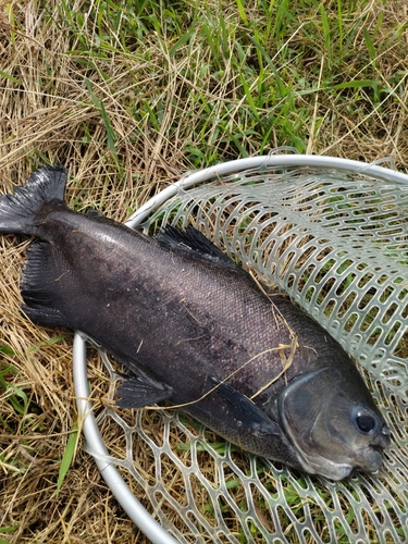 コロソマの釣果