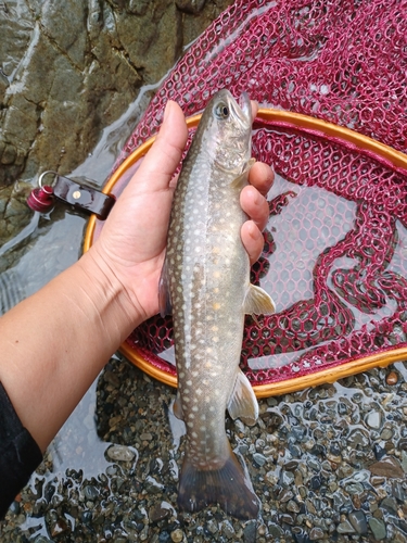 イワナの釣果