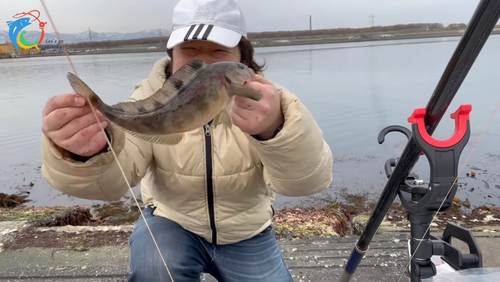 ホッケの釣果