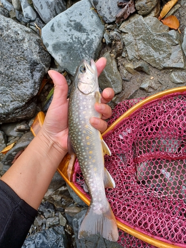 イワナの釣果