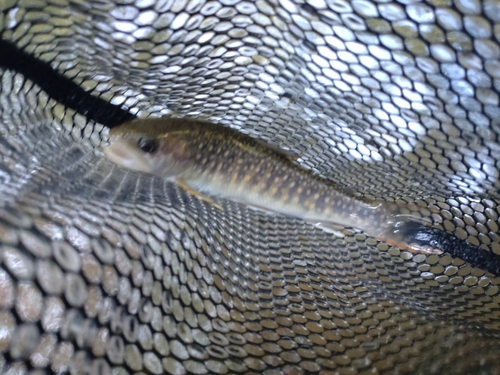 ニッコウイワナの釣果