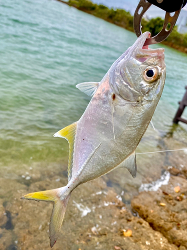 ギンガメアジの釣果