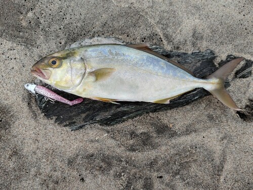 ショゴの釣果