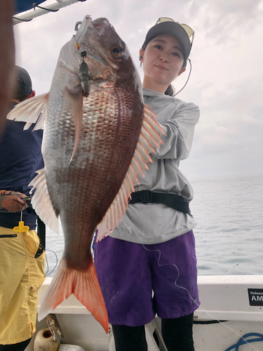 マダイの釣果