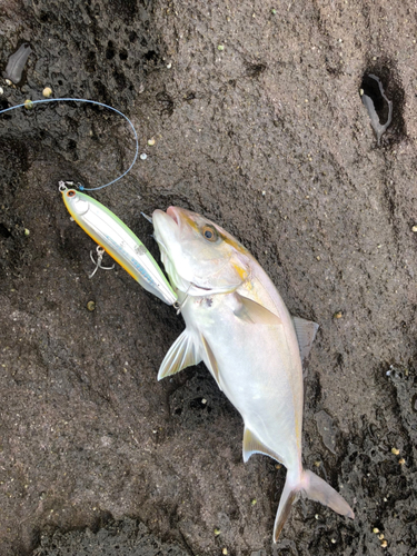 ショゴの釣果