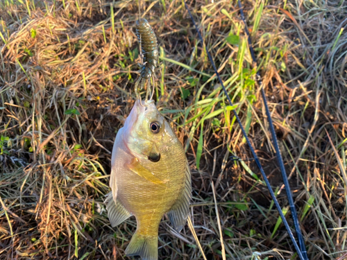 ブルーギルの釣果