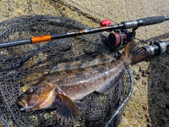 アイナメの釣果