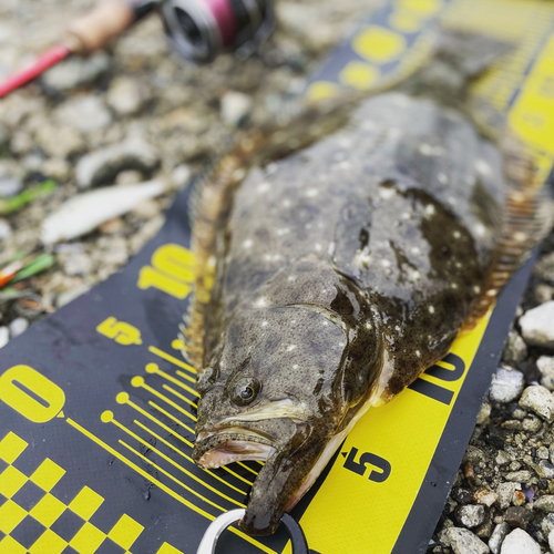 ヒラメの釣果