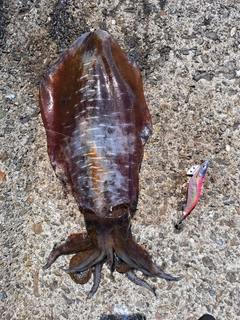 アオリイカの釣果