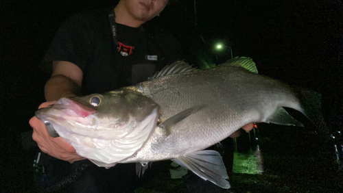 スズキの釣果