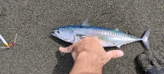 マルソウダの釣果