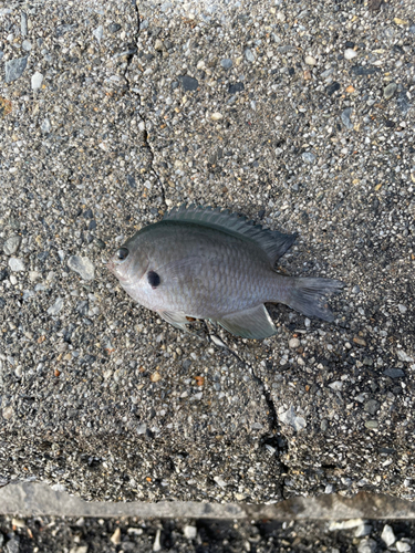 スズメダイの釣果