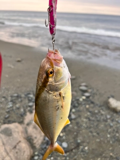 ショゴの釣果