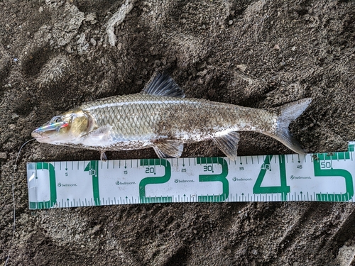 ニゴイの釣果