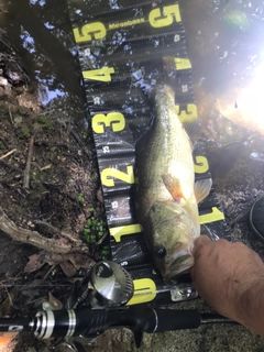 ブラックバスの釣果