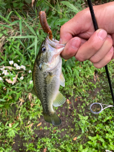 ラージマウスバスの釣果