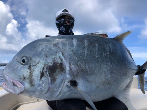 GTの釣果