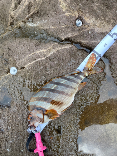 タカノハダイの釣果