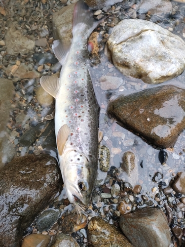 ブラウントラウトの釣果