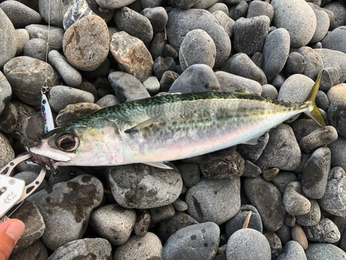 サバの釣果