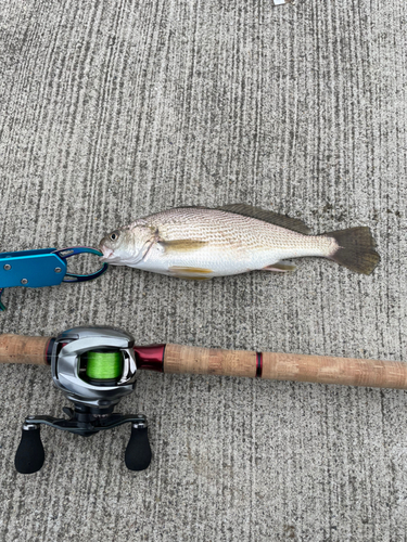 イシモチの釣果