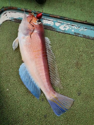 アマダイの釣果